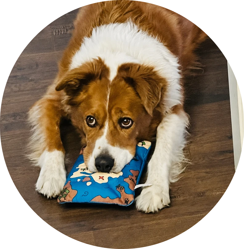 Emily & Max, Golden Retriever