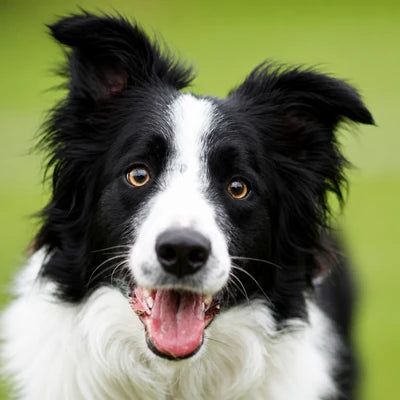 Border collie de face