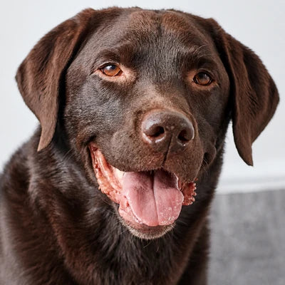 Labrador chocolat de face