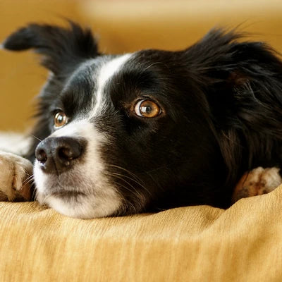 Chien qui se repose sur une couverture