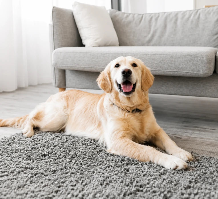 Chien allongé devant un canapé