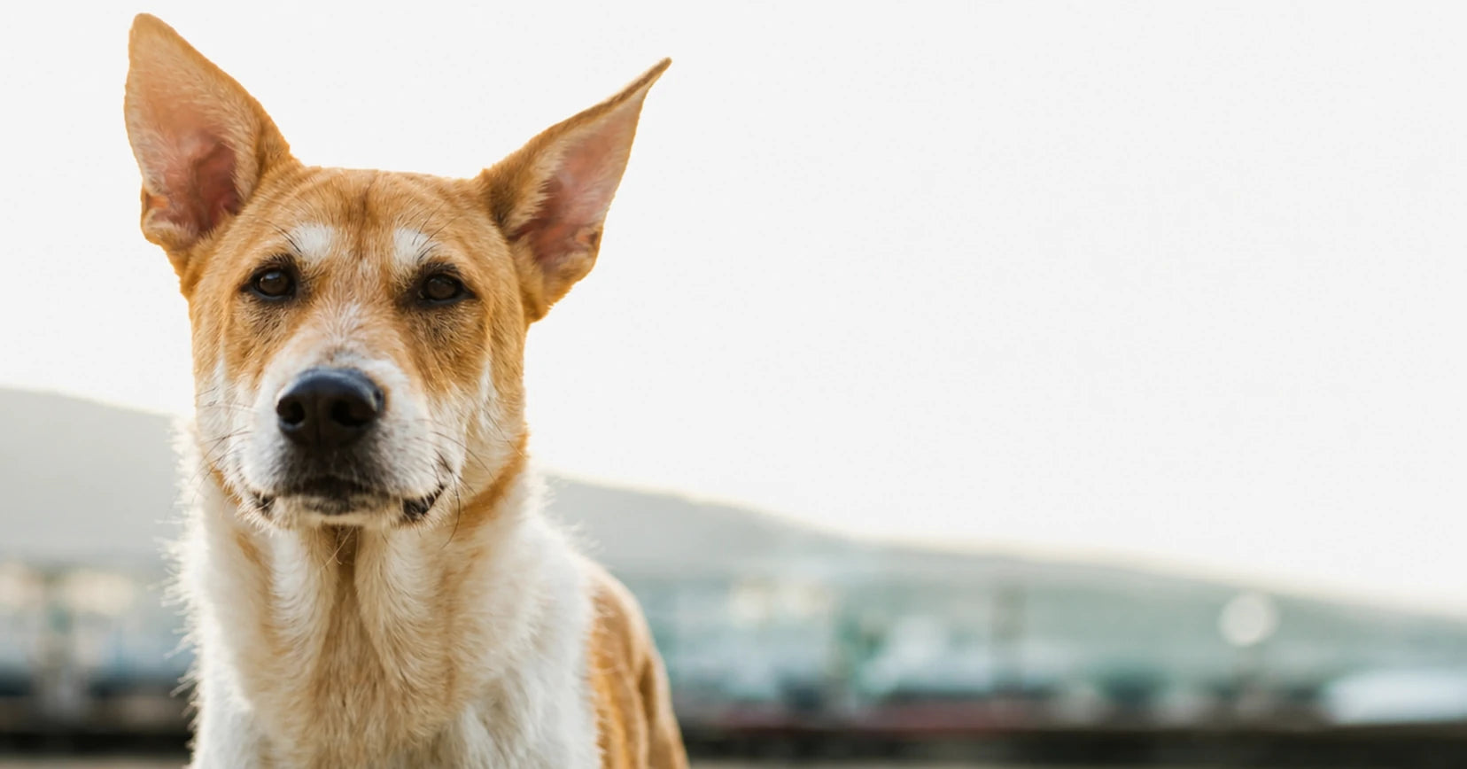 Portrait de chien en extérieur