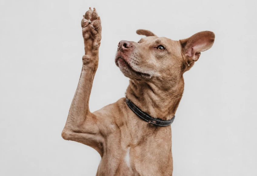 Chien qui lève la patte