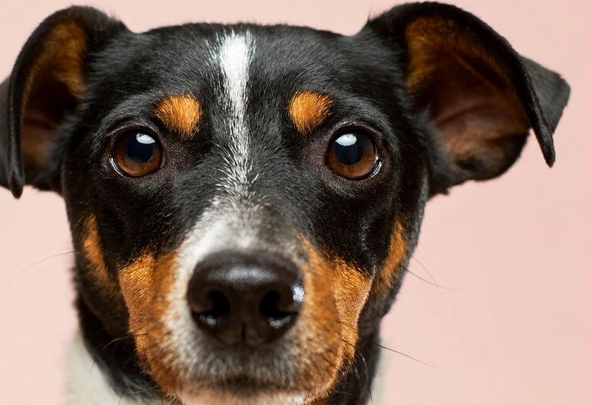 Portrait rapproché d'un chien