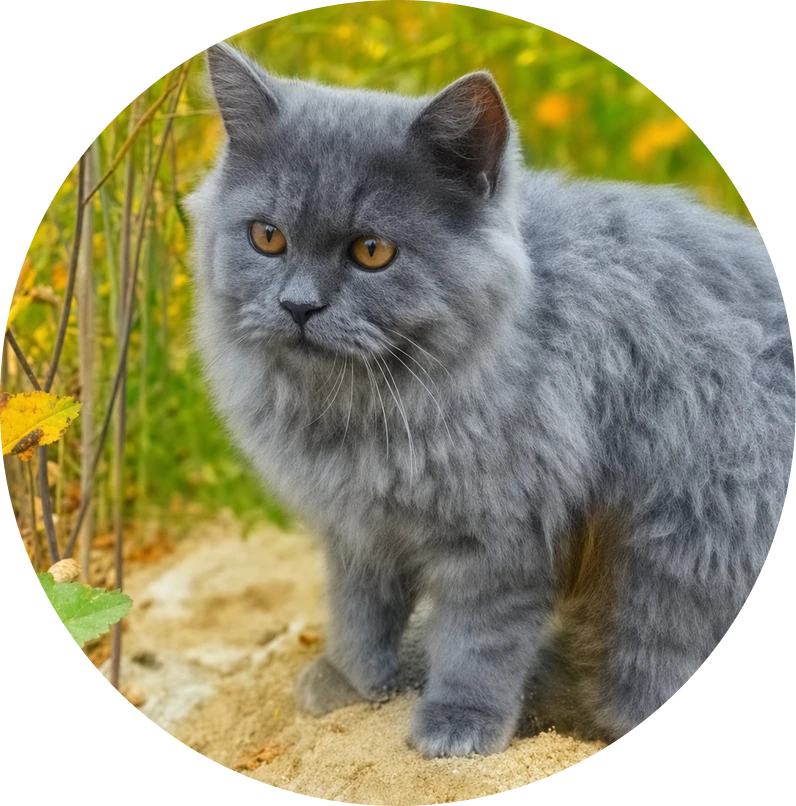 Chat persan