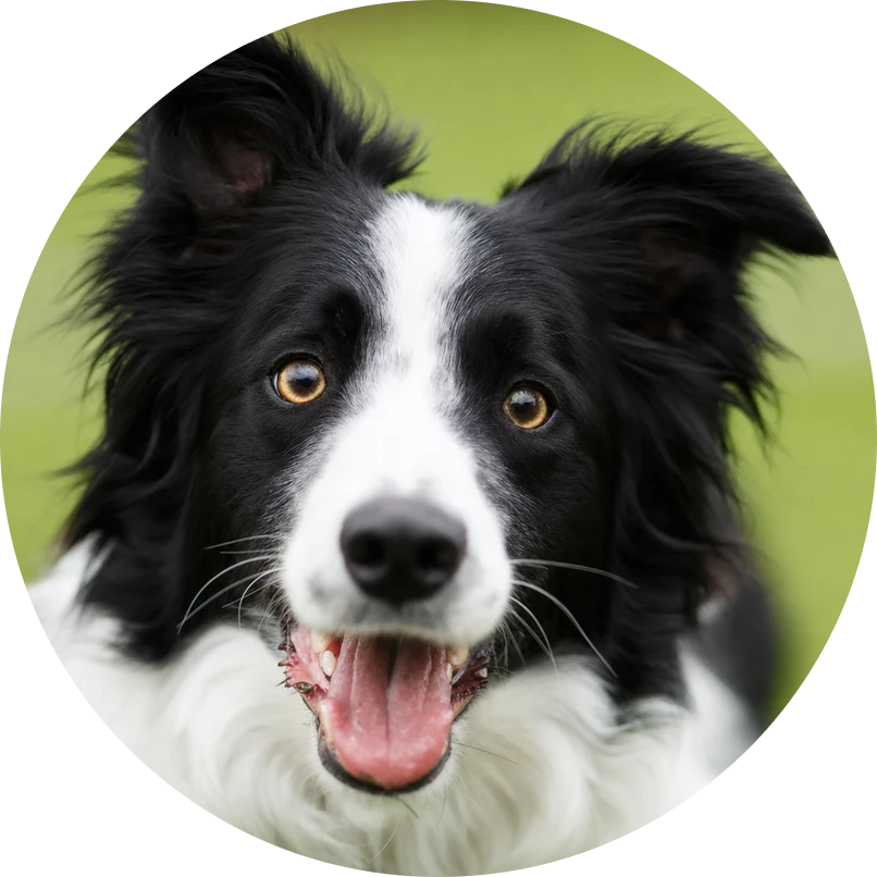 Sophie & Luna, Border Collie