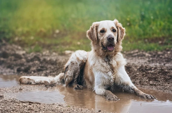 Odeur de chien