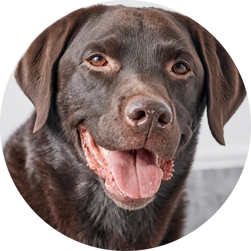 James & Bella, Labrador