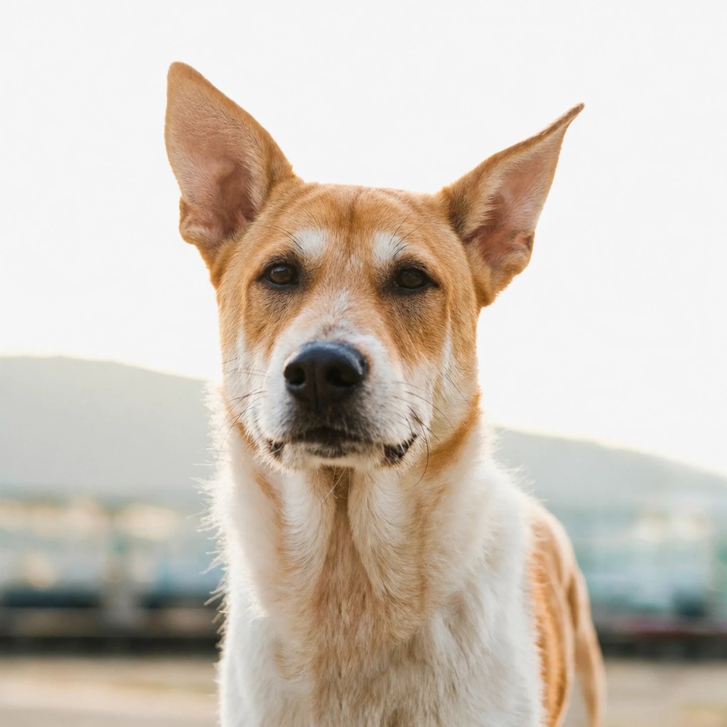 Chien