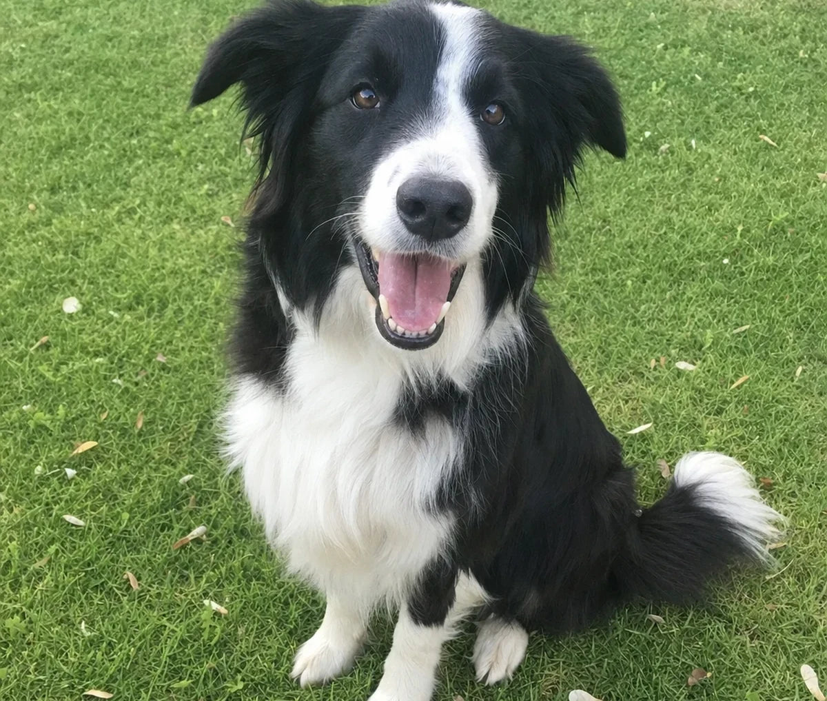 Chien qui se repose sur le tapis rafraîchissant