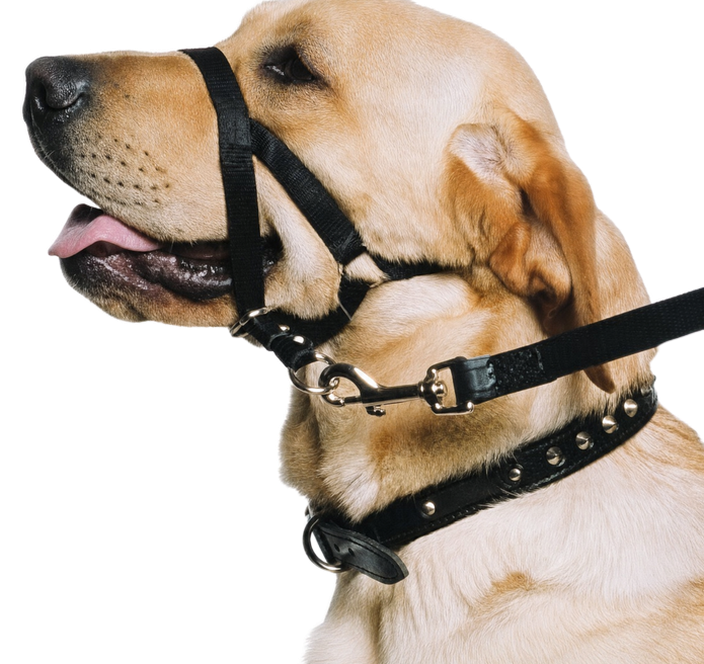 Nose Harness